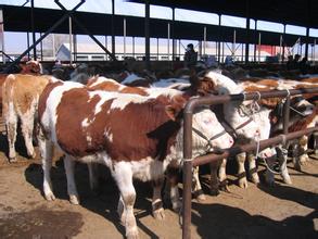 江苏纯种母牛|新疆基础纯种母牛|青海纯种母牛