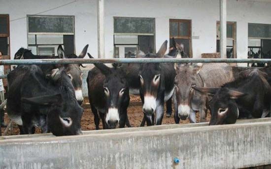 肉驴市场-梁山县建成养殖基地