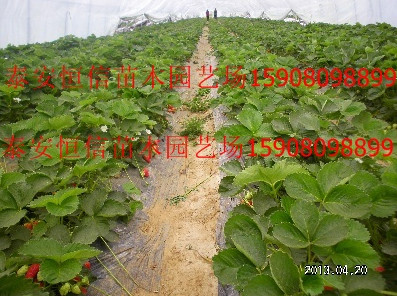 北京草莓苗