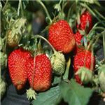 河南生产商供应红颜草莓苗