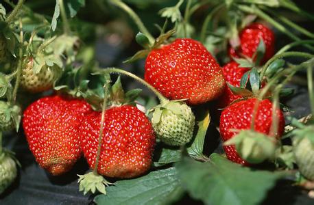 红颜草莓苗价格