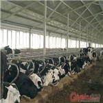 【厂家直销】现代化养殖设备，牛场配件，牛卧床