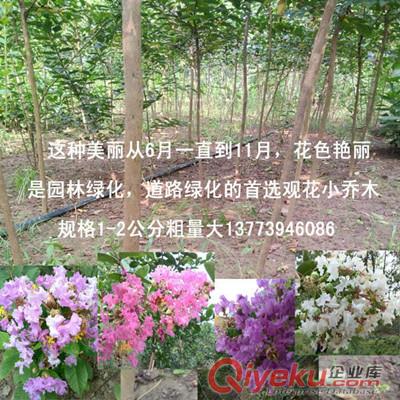 绿化苗木中的经典主题紫薇苗1-2公分粗百日红树苗量大