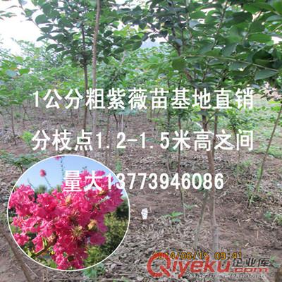 绿化苗木中的经典主题紫薇苗1-2公分粗百日红树苗量大