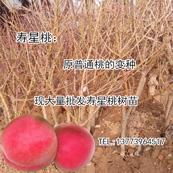 江苏寿星桃桃树苗批发直径1公分粗的寿星桃大量销售