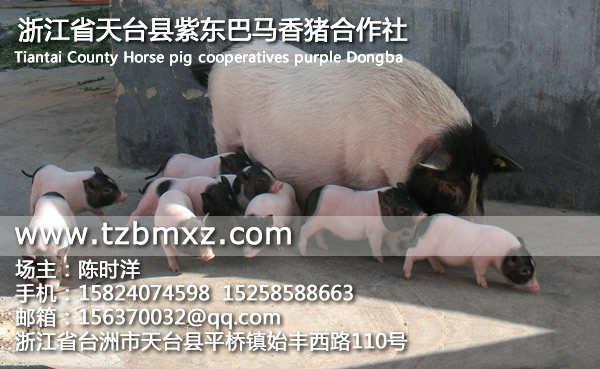 云南香猪养殖加盟/紫东香猪