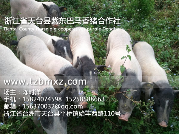 巴马香猪养殖加盟/紫东香猪
