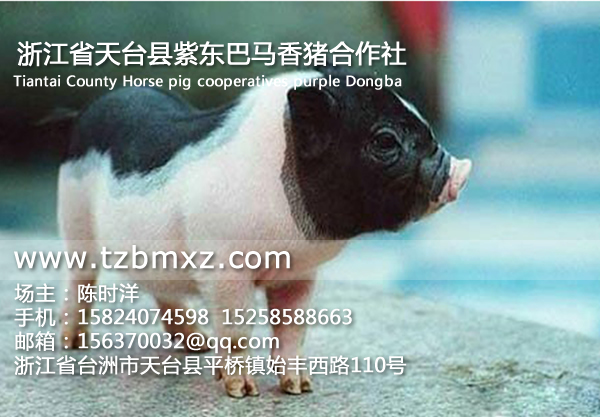 巴马香猪企业/紫东香猪