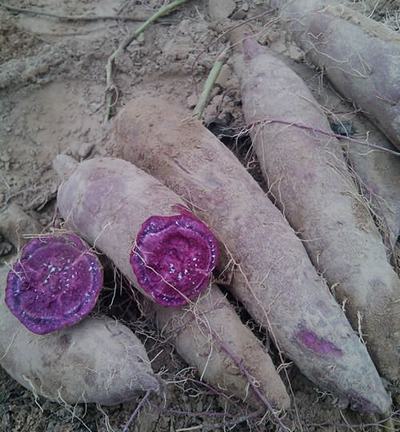 红薯苗供应_红薯苗的价格_祥城薯业