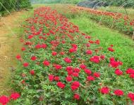 工程绿化四季玫瑰苗对环境条件的要求