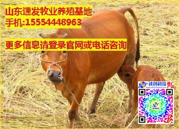 纯种利木赞牛价格|陕西鲁西黄牛交易市场,速发牧业