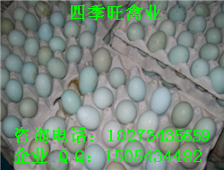 提供五黑一绿绿壳蛋鸡苗价格供应五黑鸡绿壳蛋鸡苗包打疫苗