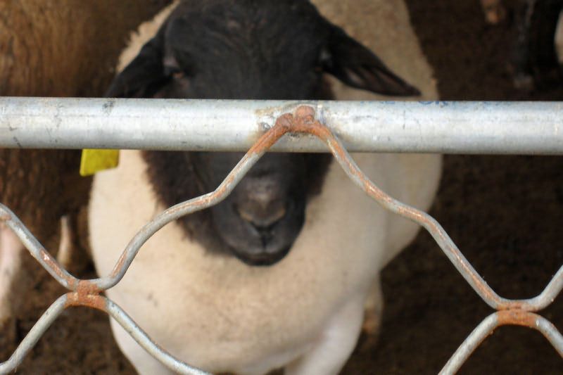 波尔山羊种羊