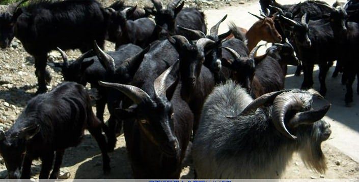 黑山羊种羊价格，波尔山羊种，小尾寒羊种