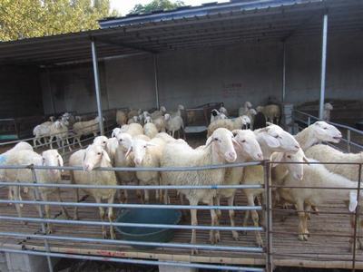 波尔山羊养殖场黑山羊养殖场