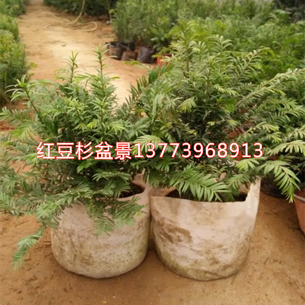 精品红豆杉盆栽可以发快递安全无损伤红豆杉盆景室内专用