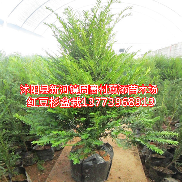 精品红豆杉盆栽可以发快递安全无损伤红豆杉盆景室内专用