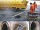 上海闸北区专业环卫抽粪车抽粪清理化粪池高压清洗管道