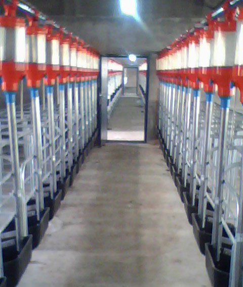 供应自动料线，自动供料系统自动下料系统猪用自动料线