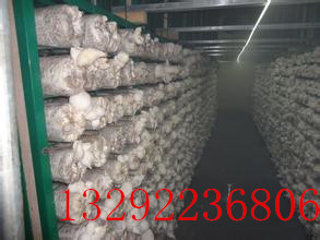 厂家直销yz食用菌出菇网格--安平县宏图丝网制品厂