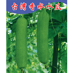 台湾香水水瓜种