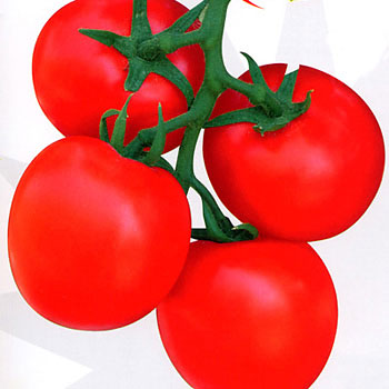 新金丰一号番茄种