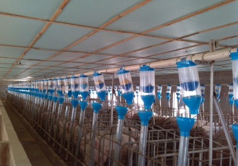 供应猪场半自动供料系统 同步下料器 料线 母猪定位栏半自动料线