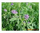 牧草种子批发销售紫花苜蓿种子 