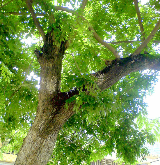 黄花凤梨木树图图片