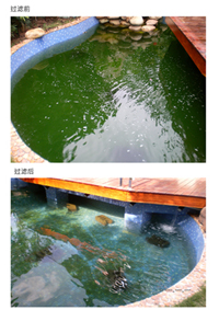 深圳锦鲤鱼池生物过滤系统