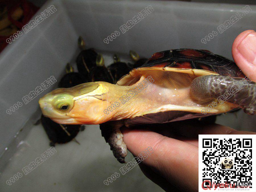 人工养殖能不能让黄缘闭壳龟的龟壳更红更高