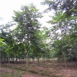 湖北朴树种植|湖北朴树基地长期供应优质朴树|风景朴树小苗