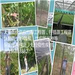 吉林 新品种竹柳