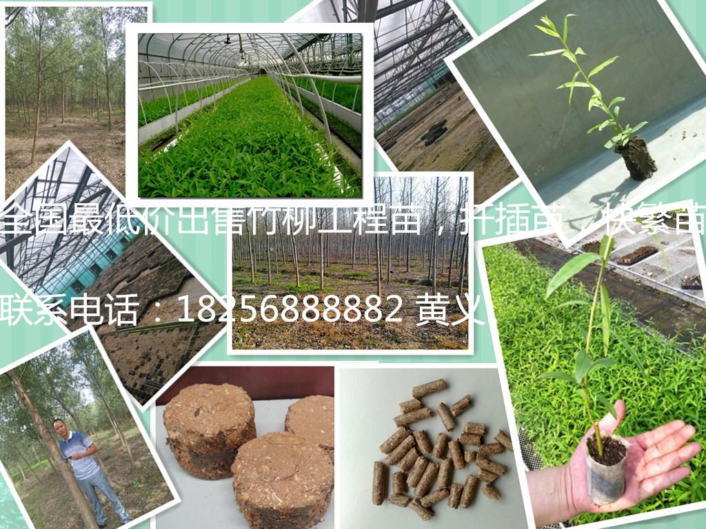 西藏 新品种竹柳