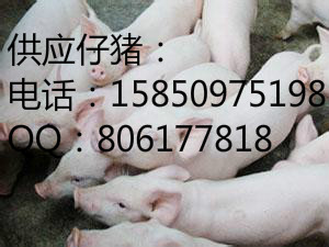 江苏仔猪价格今日江苏仔猪市场