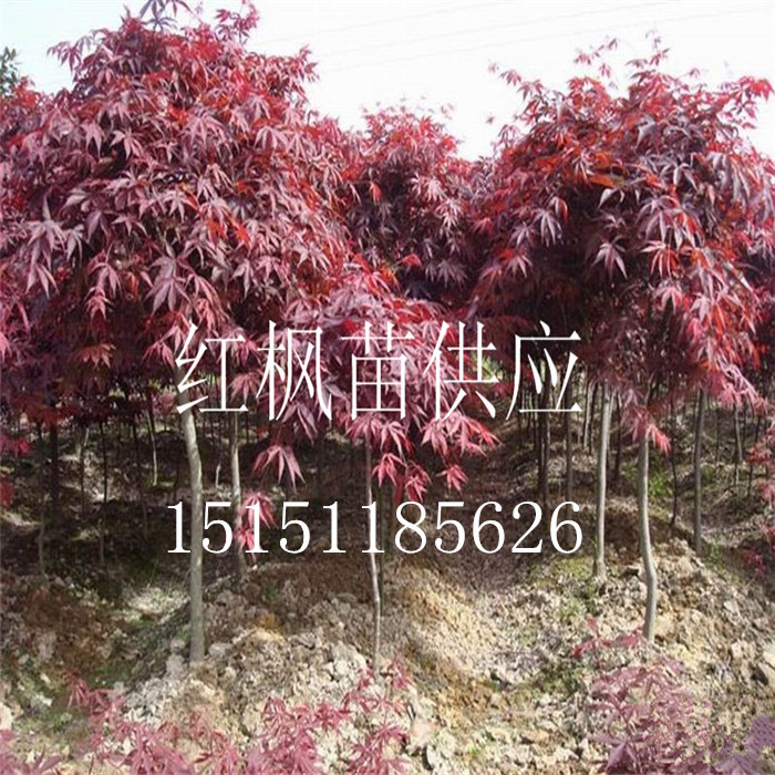 1米高红枫苗江苏中国红红枫苗红枫工程苗