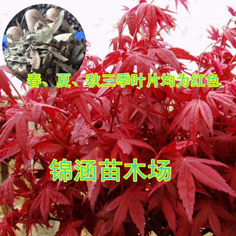 园林苗木专用苗1米高嫁接红枫苗三季红红枫小苗