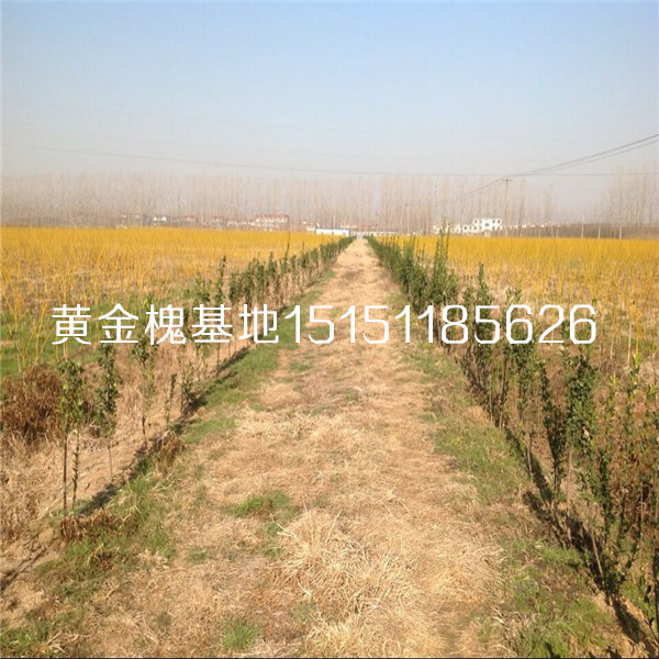 彩叶树种1-4公分黄金槐树苗低嫁高嫁黄金槐工程苗