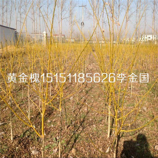 彩叶树种1-4公分黄金槐树苗低嫁高嫁黄金槐工程苗