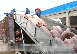 供应金方圆卸猪台大型养猪场专用设备
