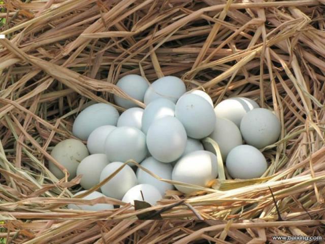 2014绿壳蛋鸡养殖场 绿壳蛋鸡鸡蛋