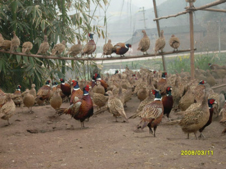 山鸡养殖基地，山鸡养殖项目加盟