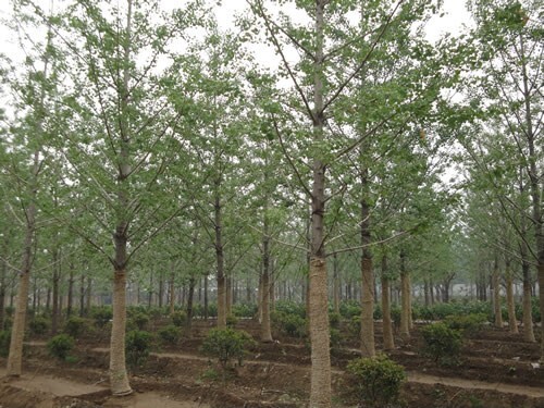 优惠处理自家苗圃15-30公分银杏树 质量优