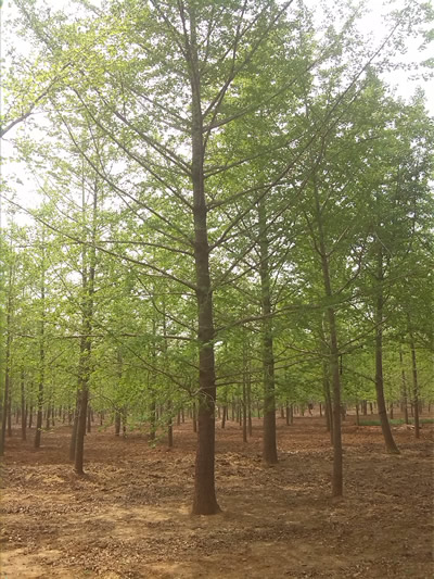 邳州怀远银杏苗木基地长期出售各种规格银杏树 价格优惠 质量保证
