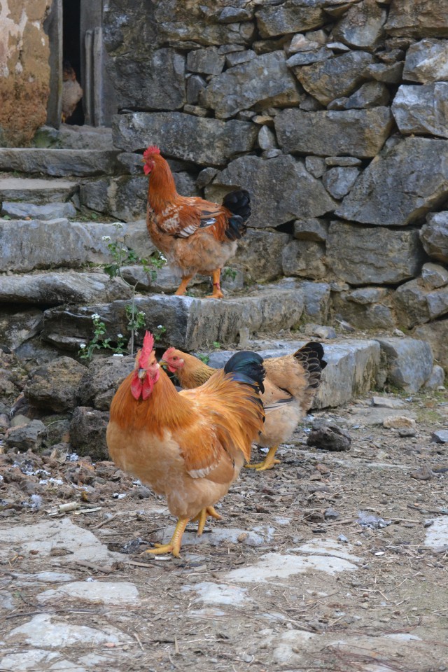 广州清远鸡养殖场