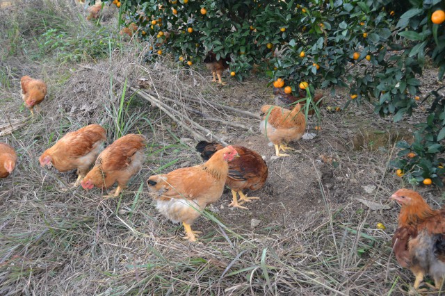 阳山鸡养殖场