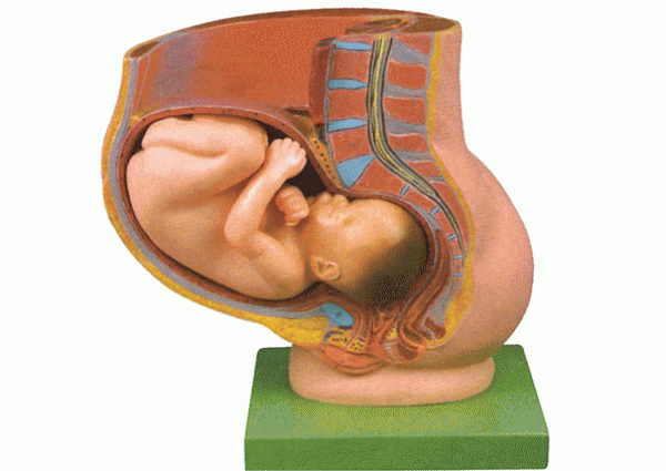 康谊牌KAY-32009骨盆妊娠九个月胎儿模型-妇婴技能训练模型