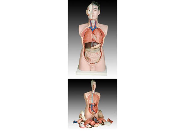 85CM男性躯干模型（19件）人体躯干解剖模型 人体各大系统解剖模型