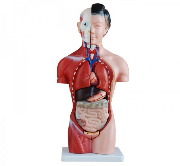 女性躯干模型42CM-人体教学模型-上海康谊医学教学仪器设备有限公司
