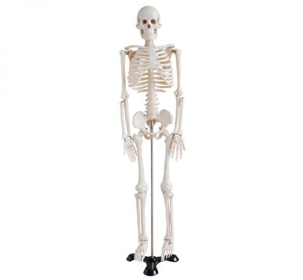 人体骨骼模型85CM-人体解剖教学模型
